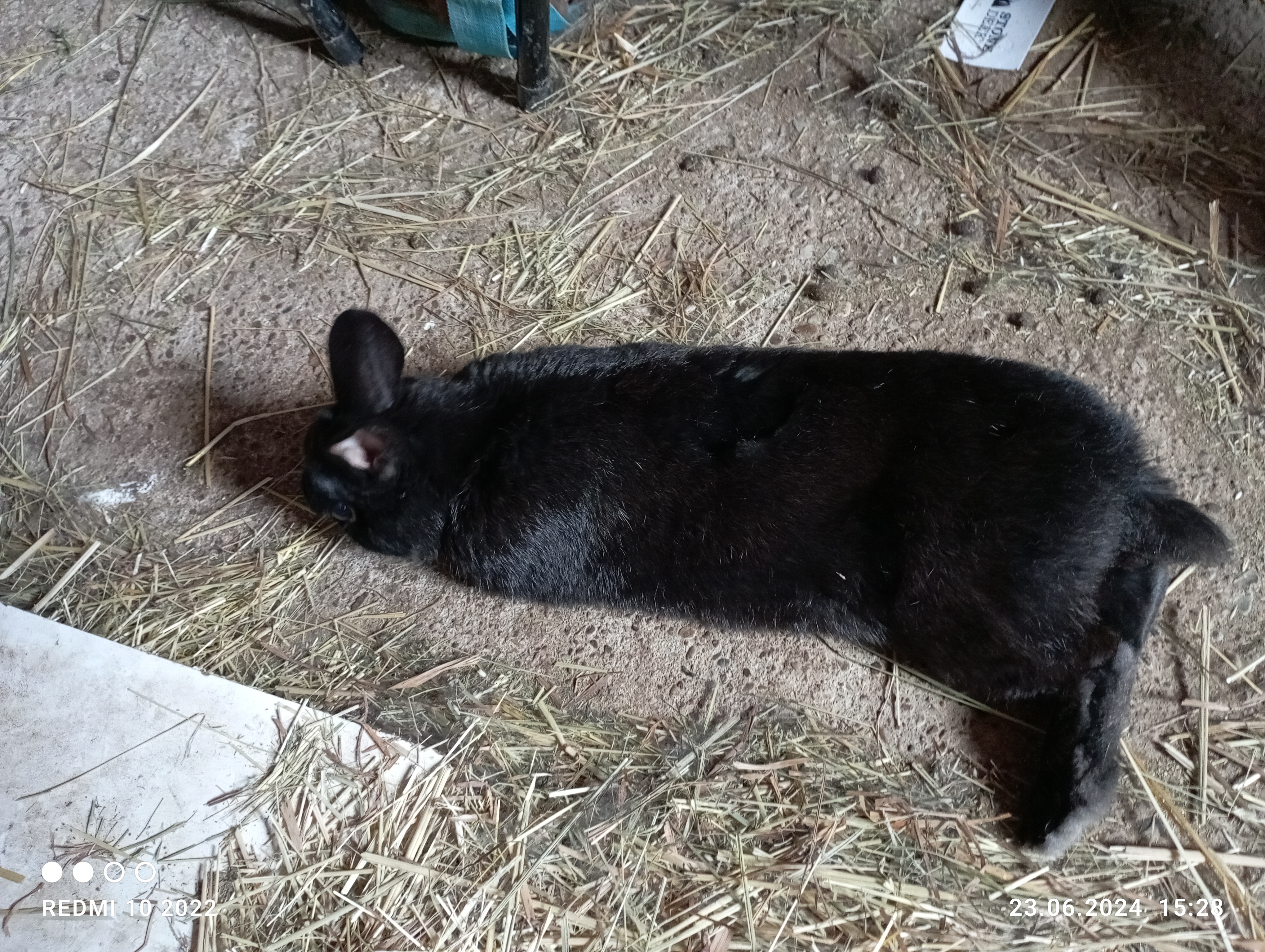 Mein Hase